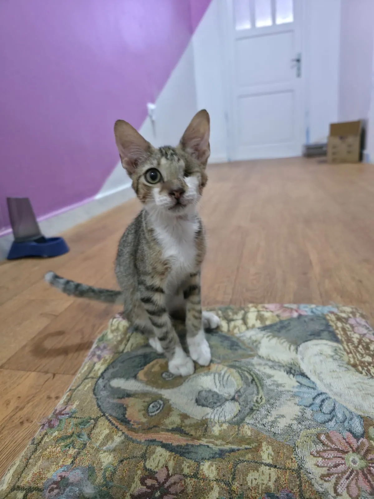 Photo de Tigrou