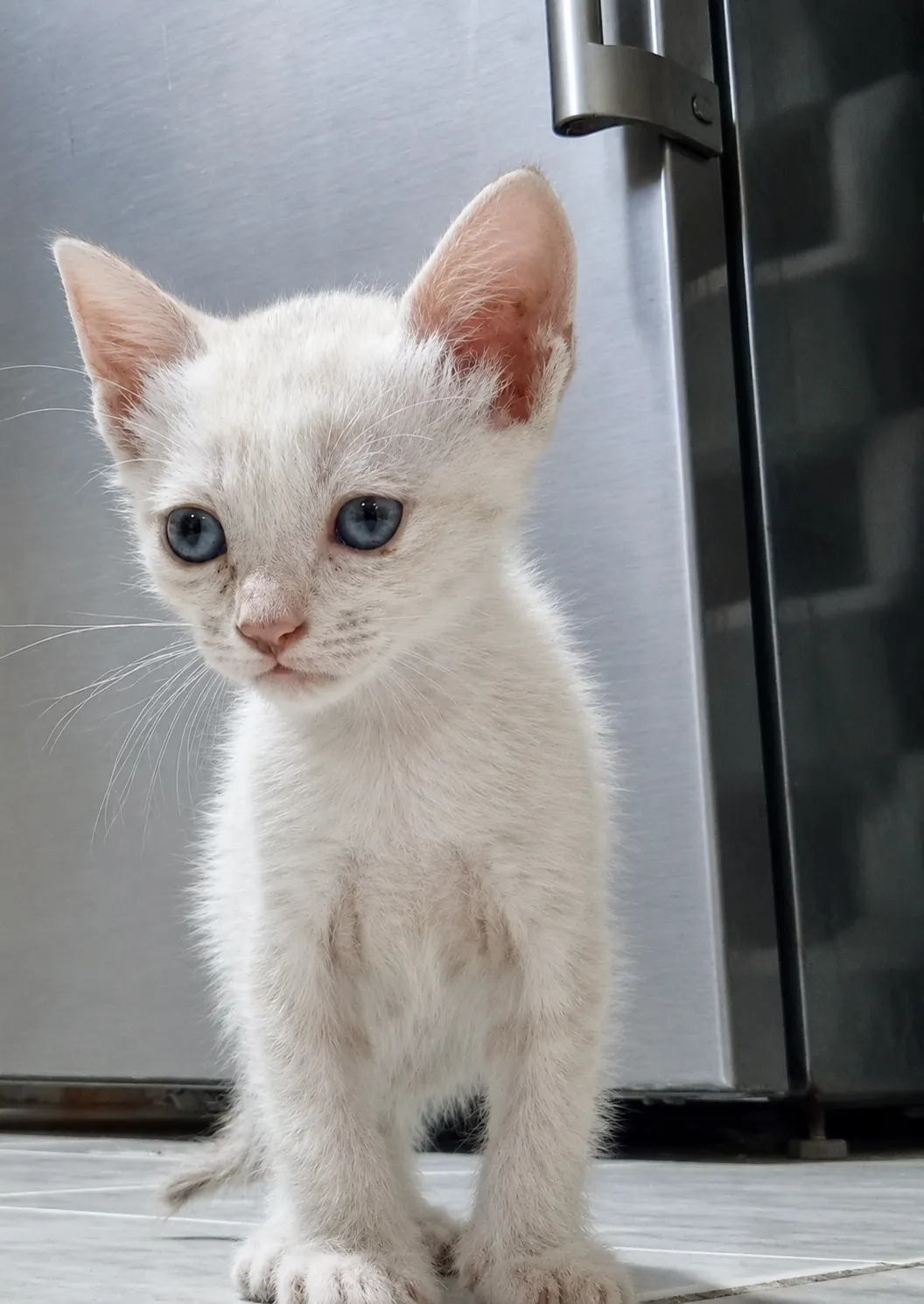 Photo de Cats