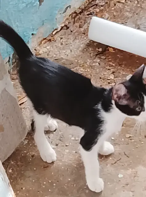 Photo de Chatons