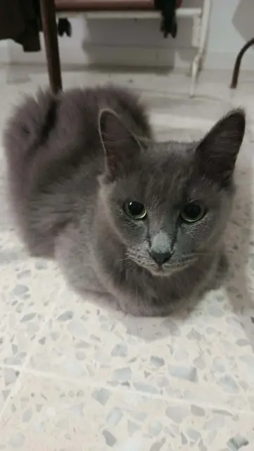 Photo de Petrouchka