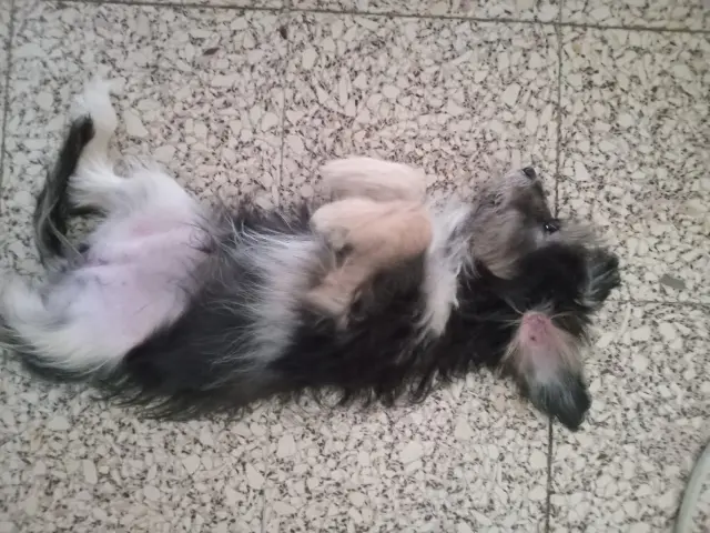 Photo de pucci