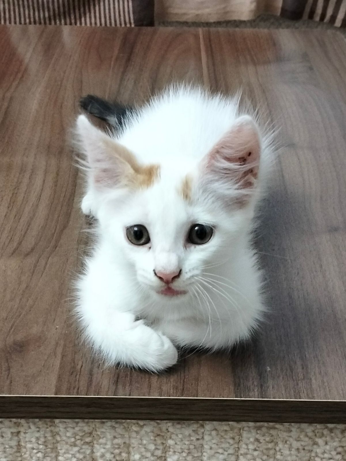 Photo de Luna